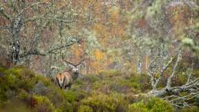 Red deer stag in Glen Affric, Scottish Highlands