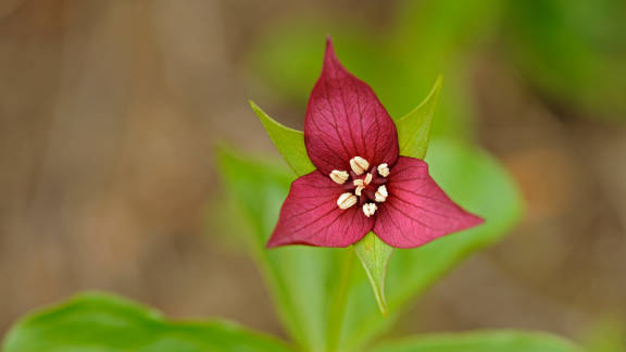 Three petals and three leaves