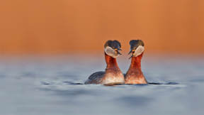 You might be a red-necked grebe if…