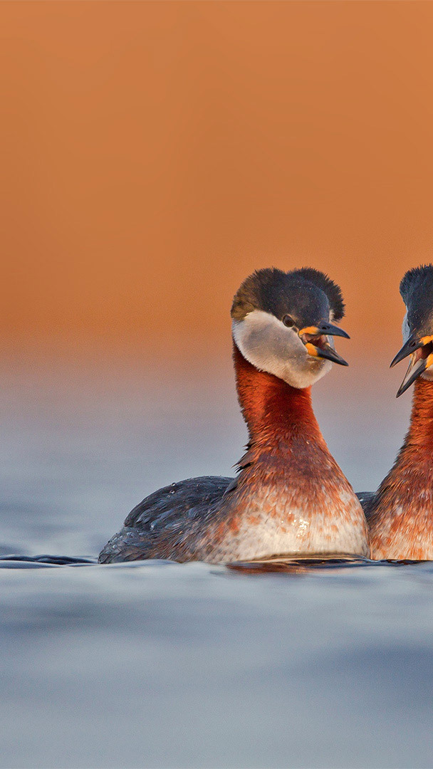 Red-necked grebes during breeding season