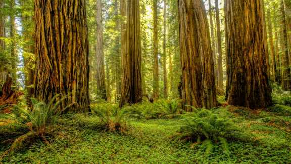 Redwood National and State Parks, California