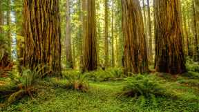 Redwood National and State Parks, California