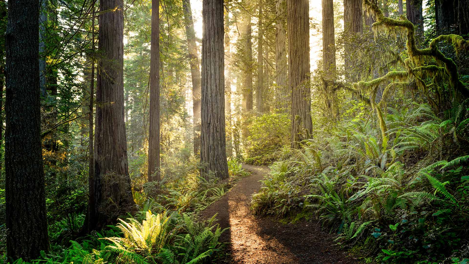 Parques Nacionales y Estatales de Redwood, California, EE. UU.