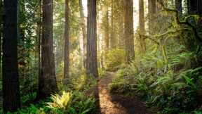 Parques Nacionales y Estatales de Redwood, California, EE. UU.