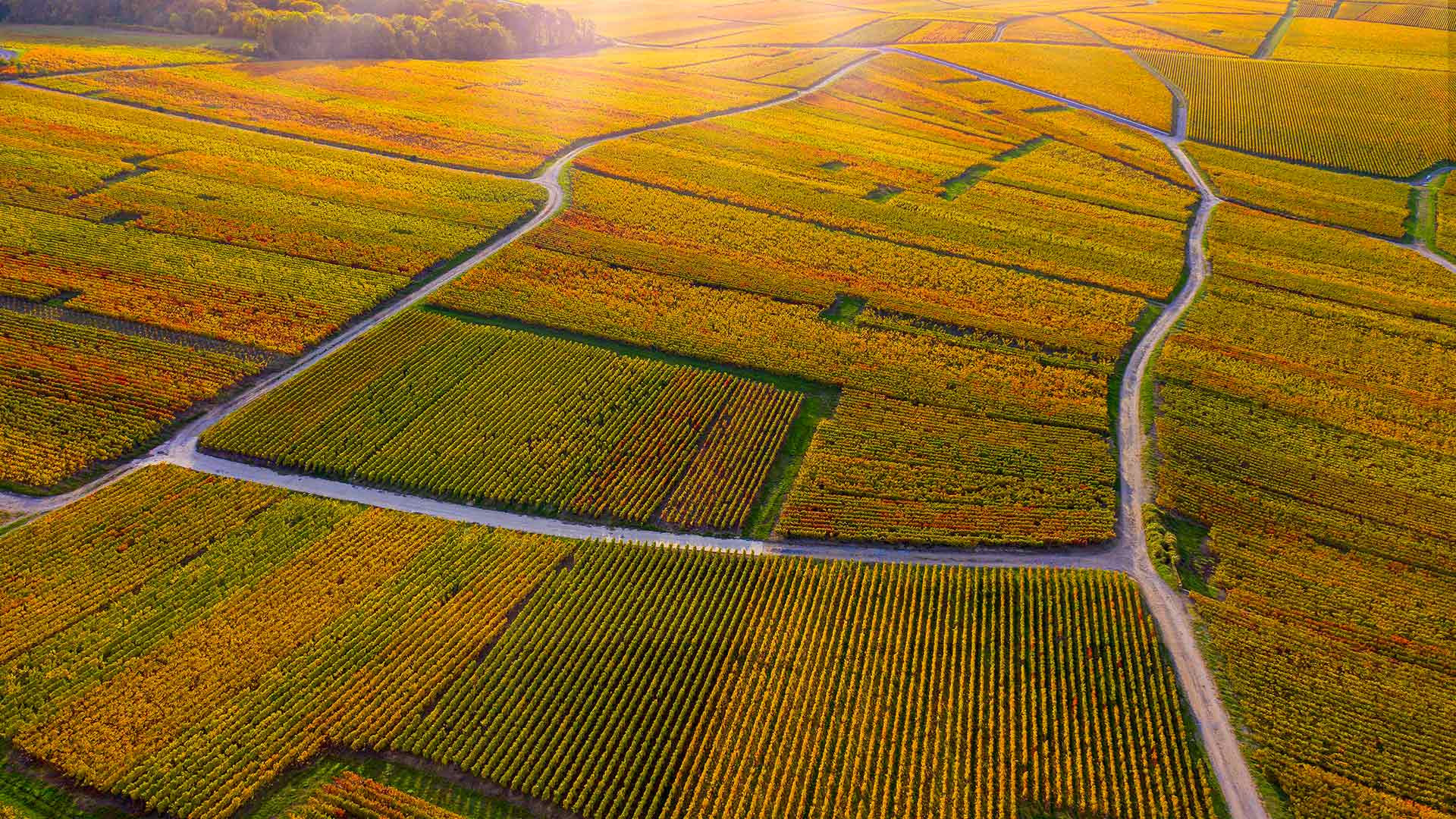 Journ&eacute;e mondiale du champagne