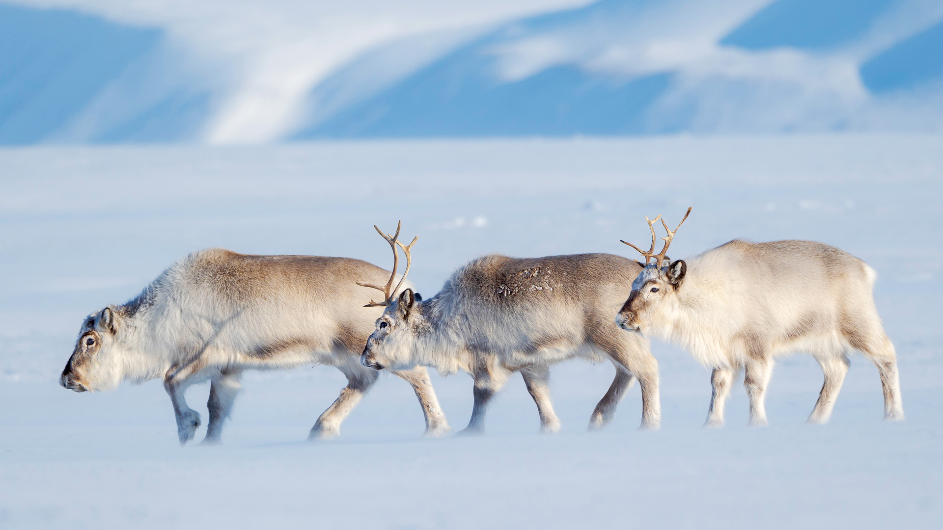 Bing Image: Merry Christmas! - Bing Wallpaper Gallery