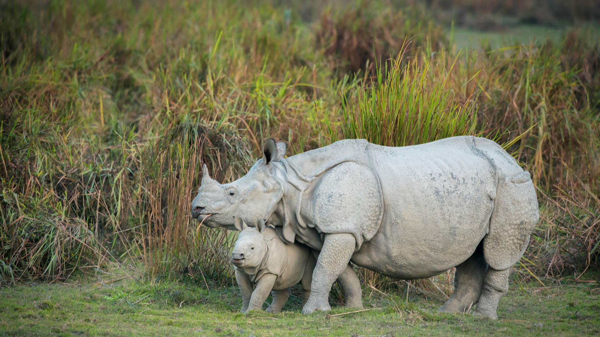 Bing HD Wallpaper Sep 2, 2024: Rhino mother and calf, Kaziranga ...