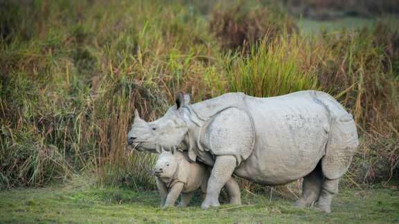 Rhino mother and calf, Kaziranga National Park, Assam