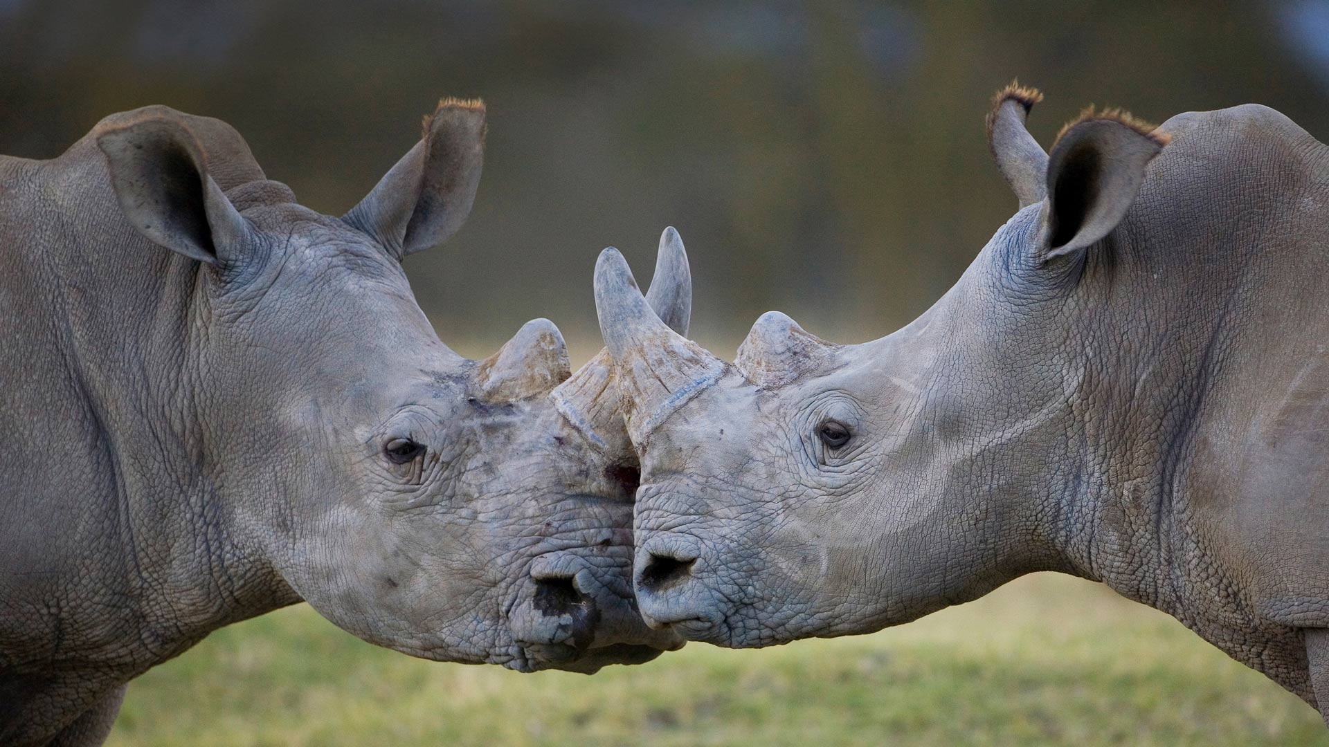 Bing image: Male white rhinoceroses - Bing Wallpaper Gallery