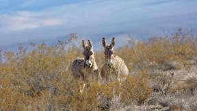 World Donkey Day