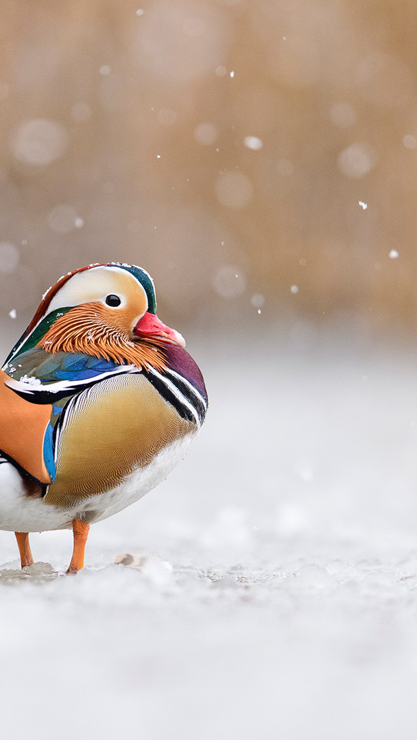 Waterfowl Wallpaper (51+ images)