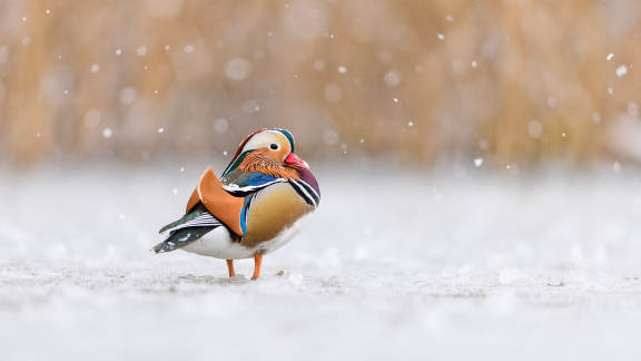 Ein farbenfroher Vogel