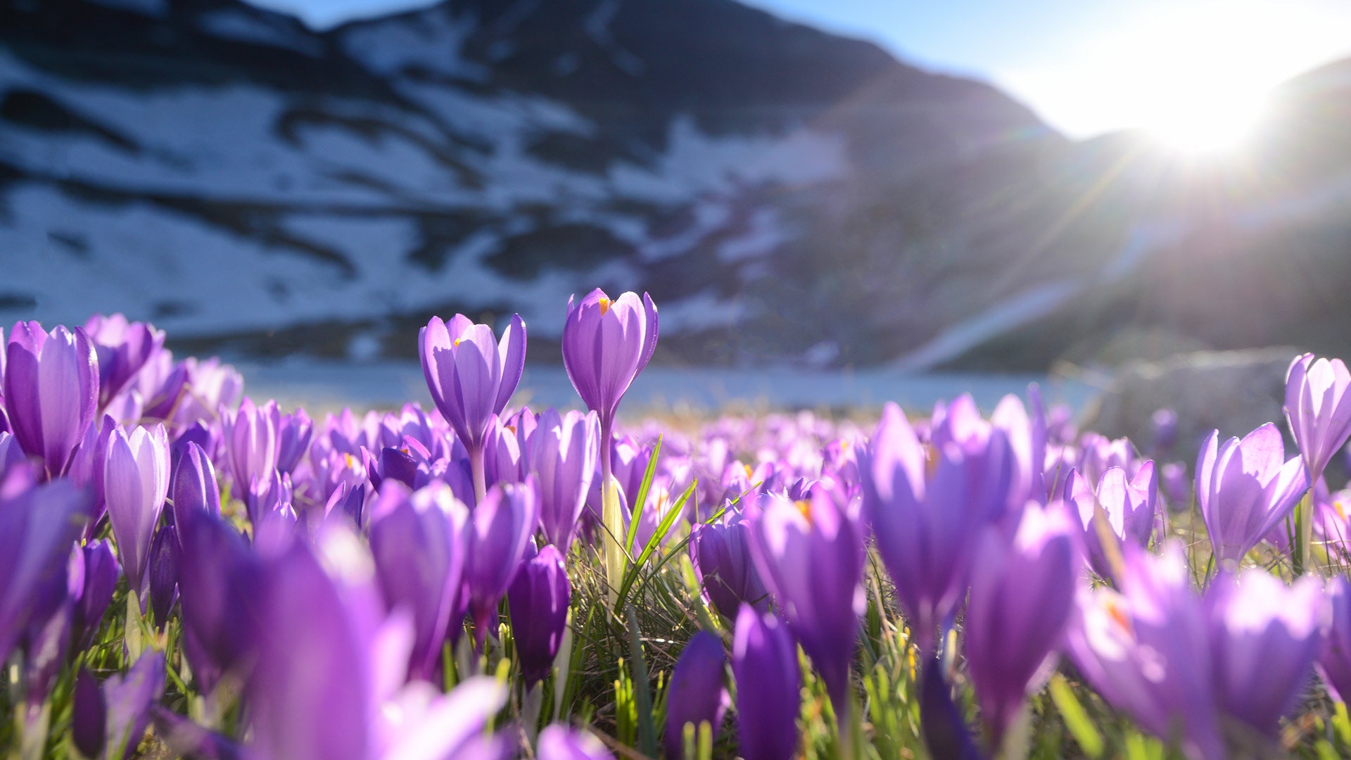 Purple crocus flowers, Seven Rila Lakes, Bulgaria