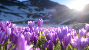 Purple crocus flowers, Seven Rila Lakes, Bulgaria