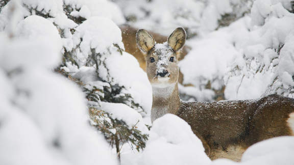 Bambi, il capriolo più famoso del mondo