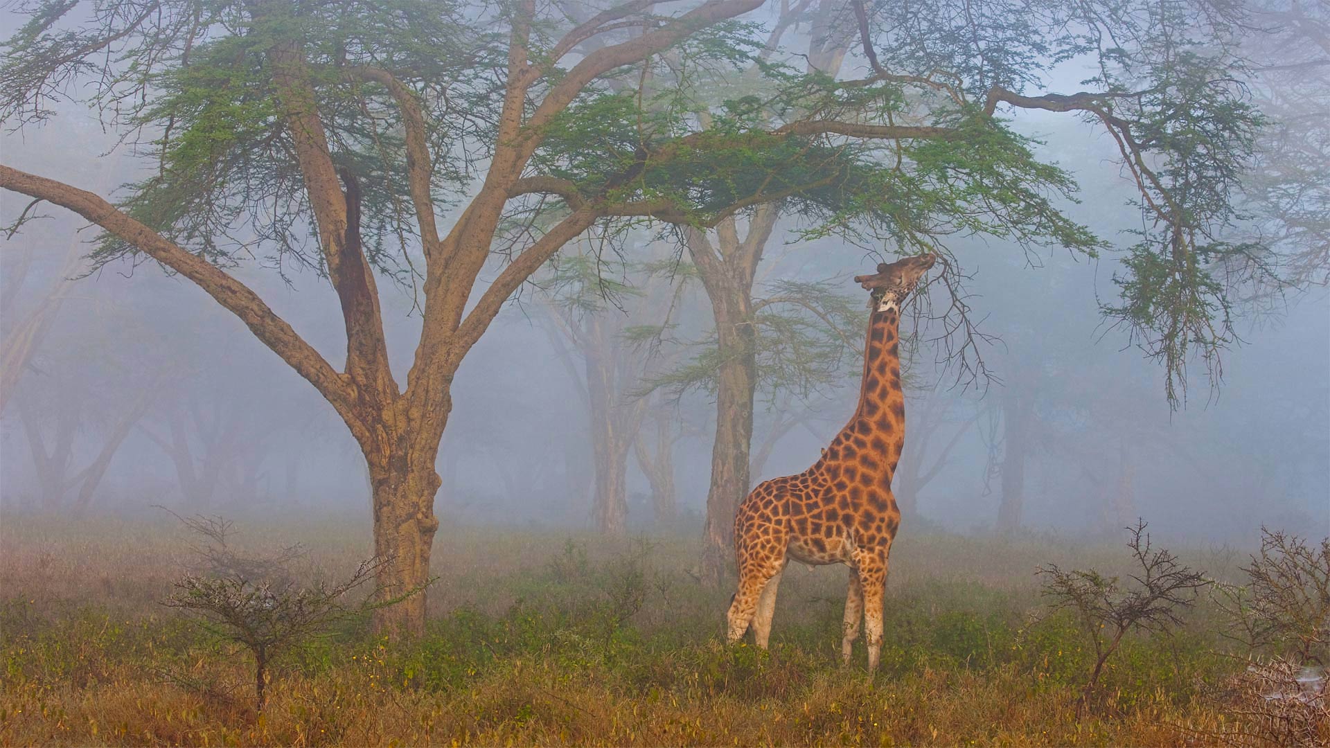 The tallest animal in the world on the longest day of the year