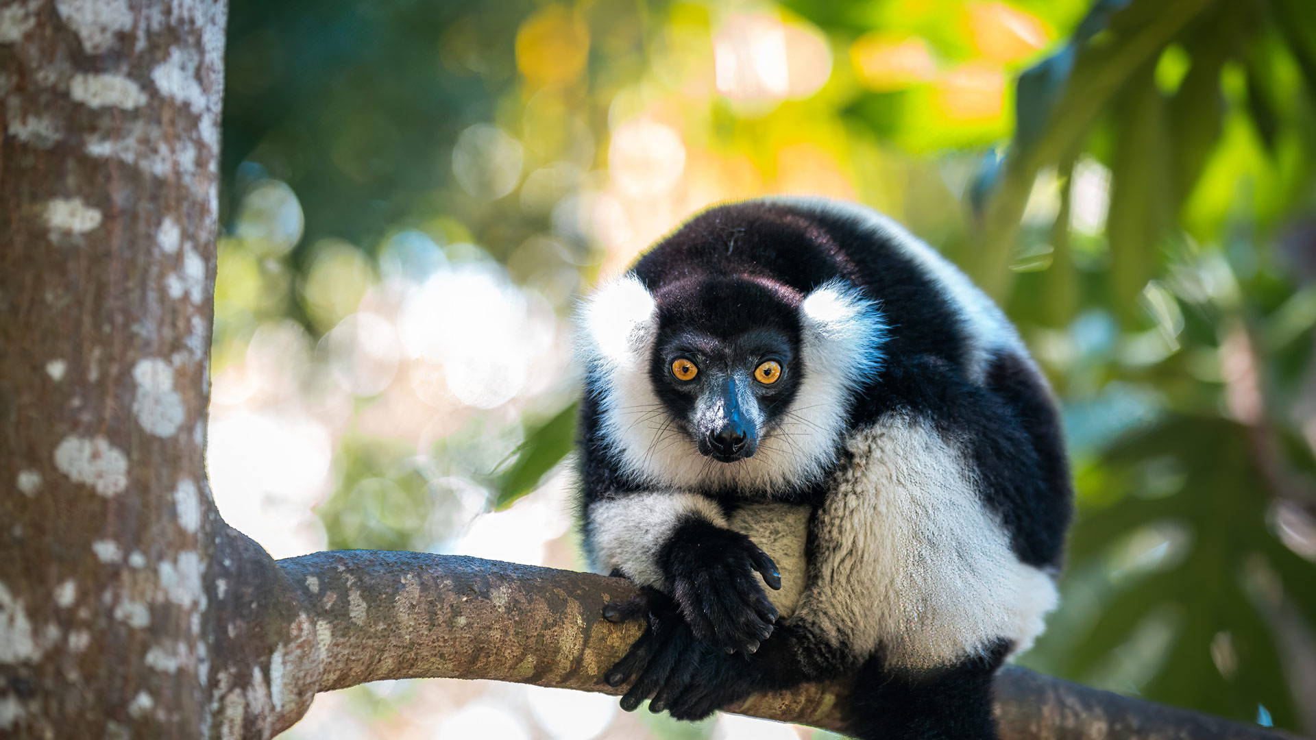 Black-and-white ruffed lemur