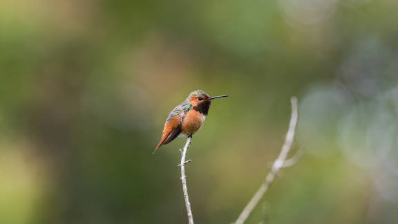 Colibrí rufo, Golden Gate Park, San Francisco, California, EE. UU.