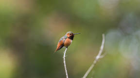 Colibrí rufo, Golden Gate Park, San Francisco, California, EE. UU.