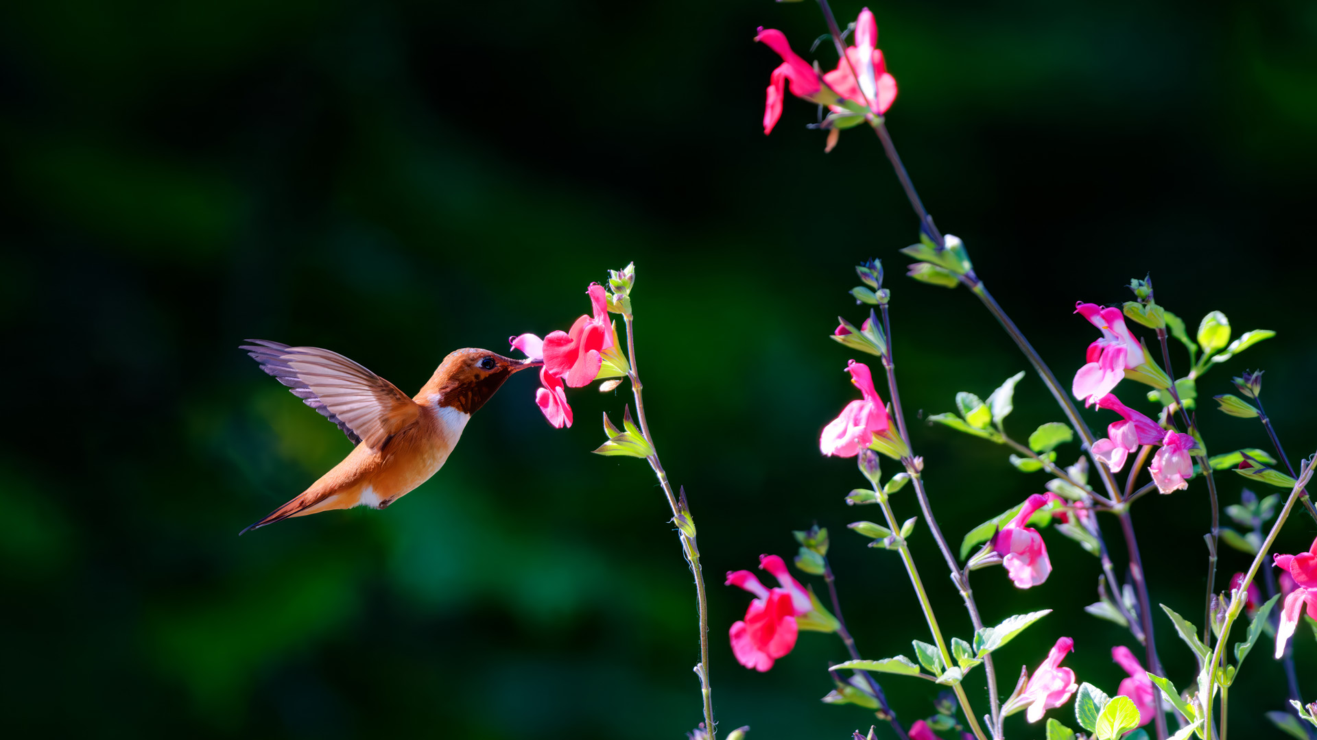 Rufous hummingbird