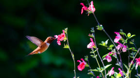 Rufous hummingbird