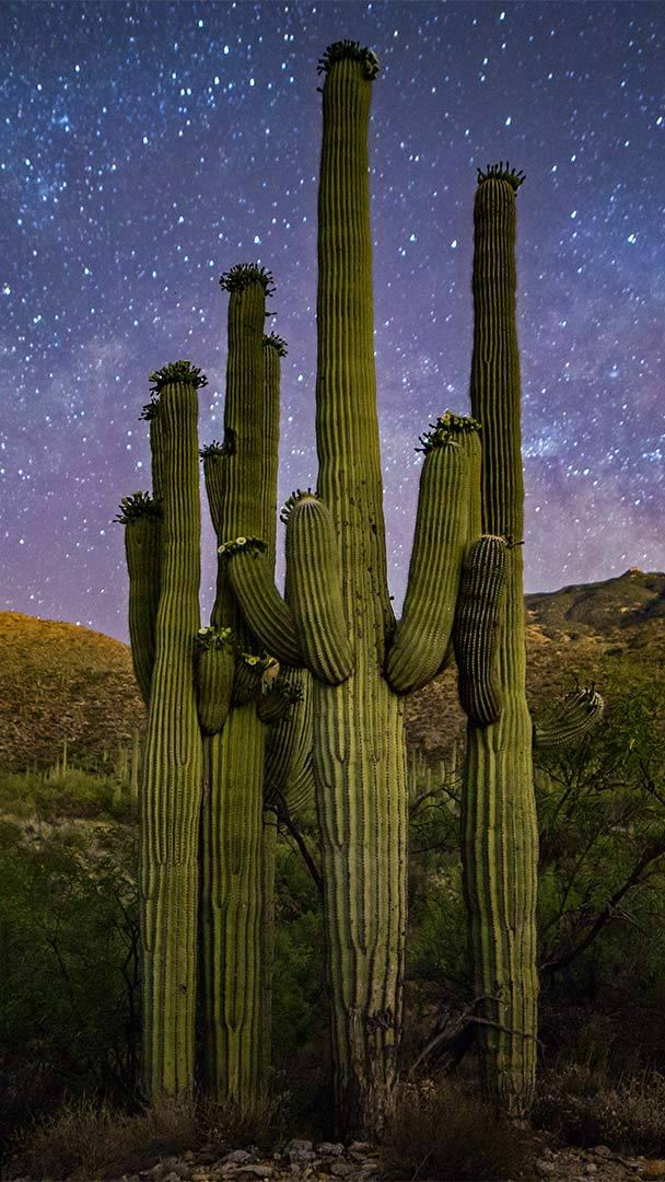 Giant Saguaro Cactus, Arizona, 1994