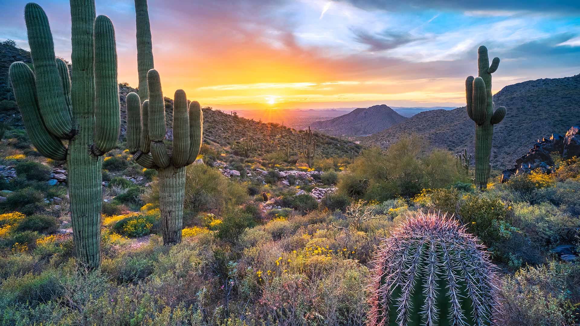 Saguaro cacti, Windgate Pass, McDowell Range, Arizona