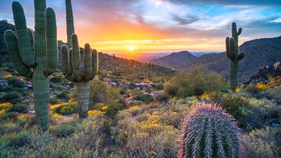 Saguaro cacti, Windgate Pass, McDowell Range, Arizona, USA