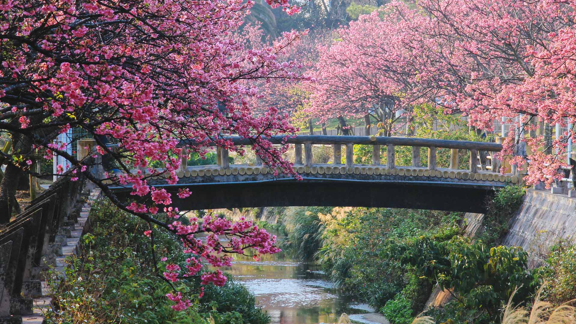今日はさくらの日