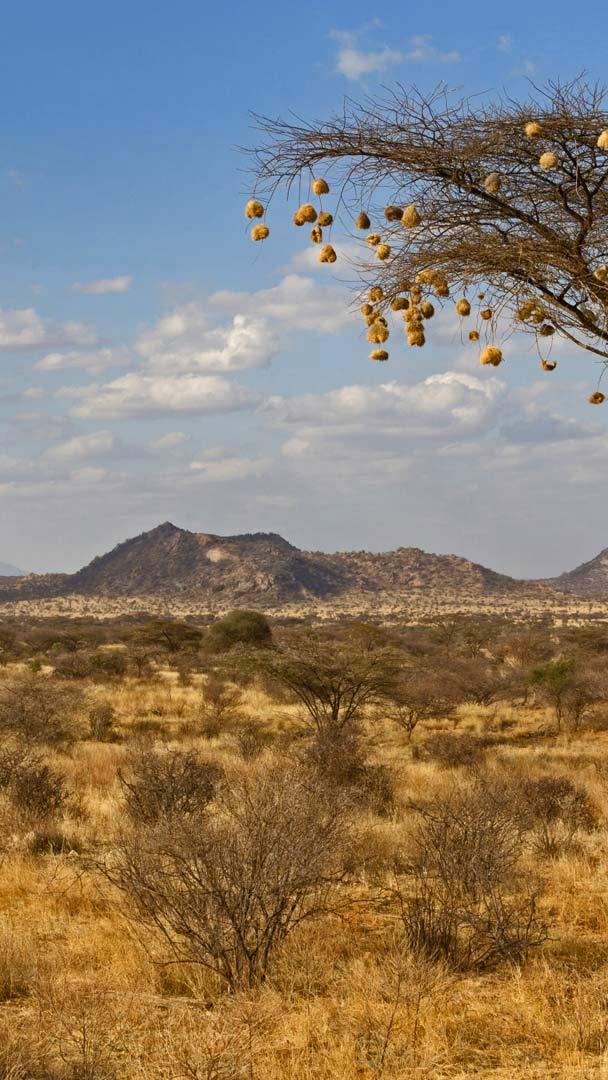 Weaverbird nests at Kenya’s Samburu National Reserve