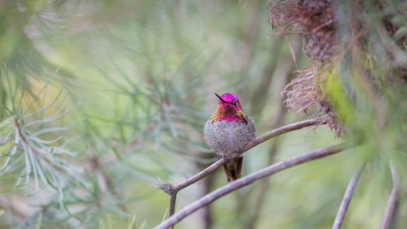 National Hummingbird Day
