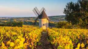 Santenay wine region, C&ocirc;te de Beaune, Burgundy, France