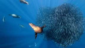 California sea lions, offshore Mexico, Pacific Ocean