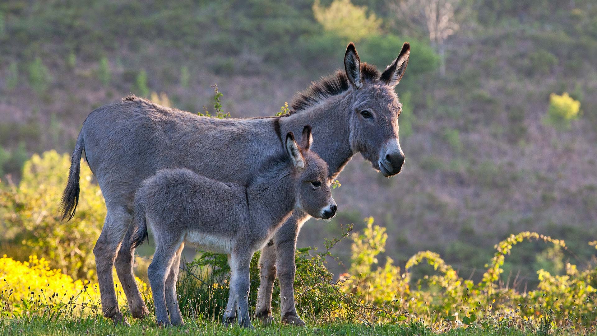 World Donkey Day