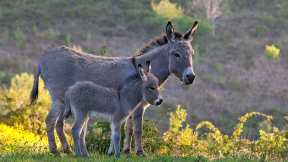 World Donkey Day