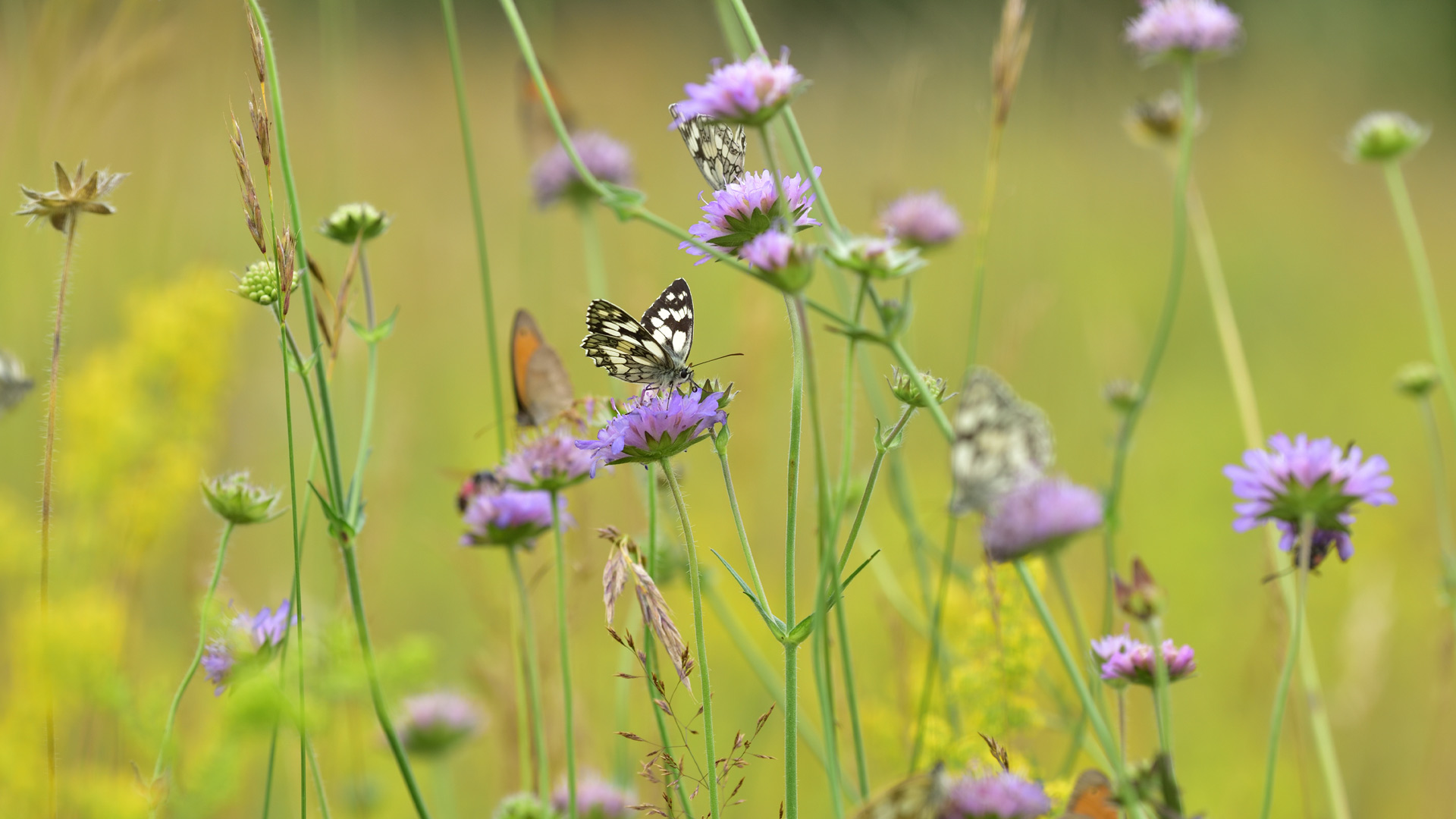Butterflies in a meadow, Germany