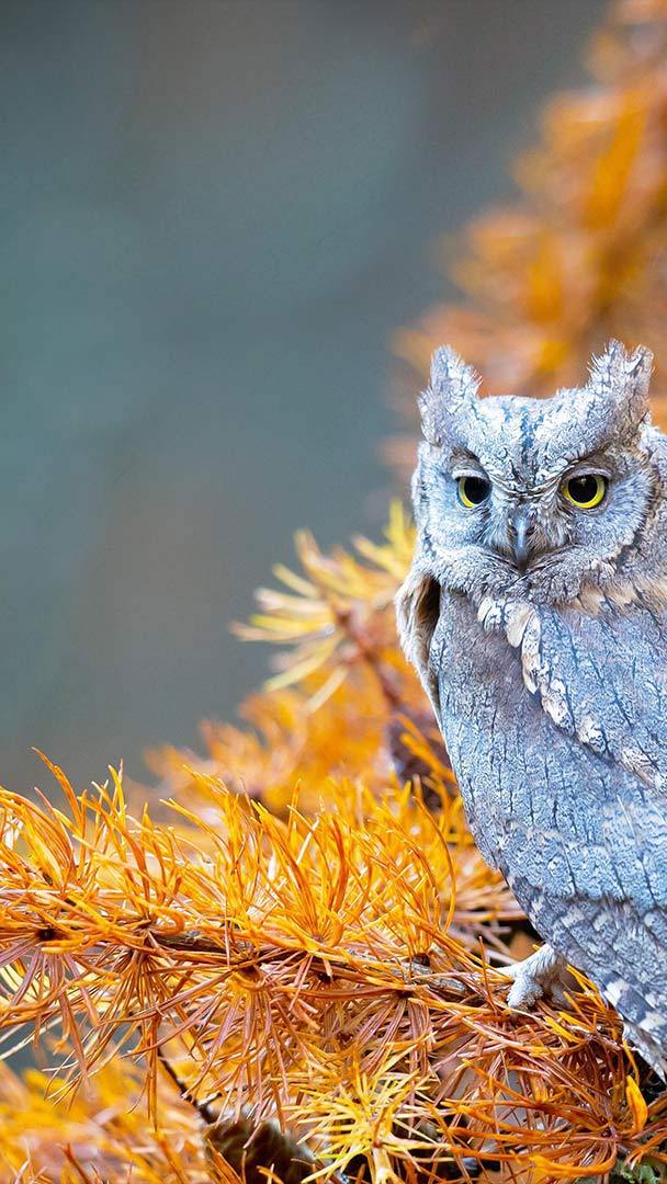 Eurasian scops owl