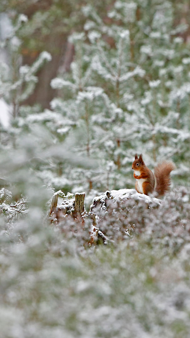 Red squirrel in Cairngorms National Park, Scotland