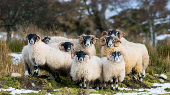 Scottish Blackface sheep, Aberdeenshire, Scotland