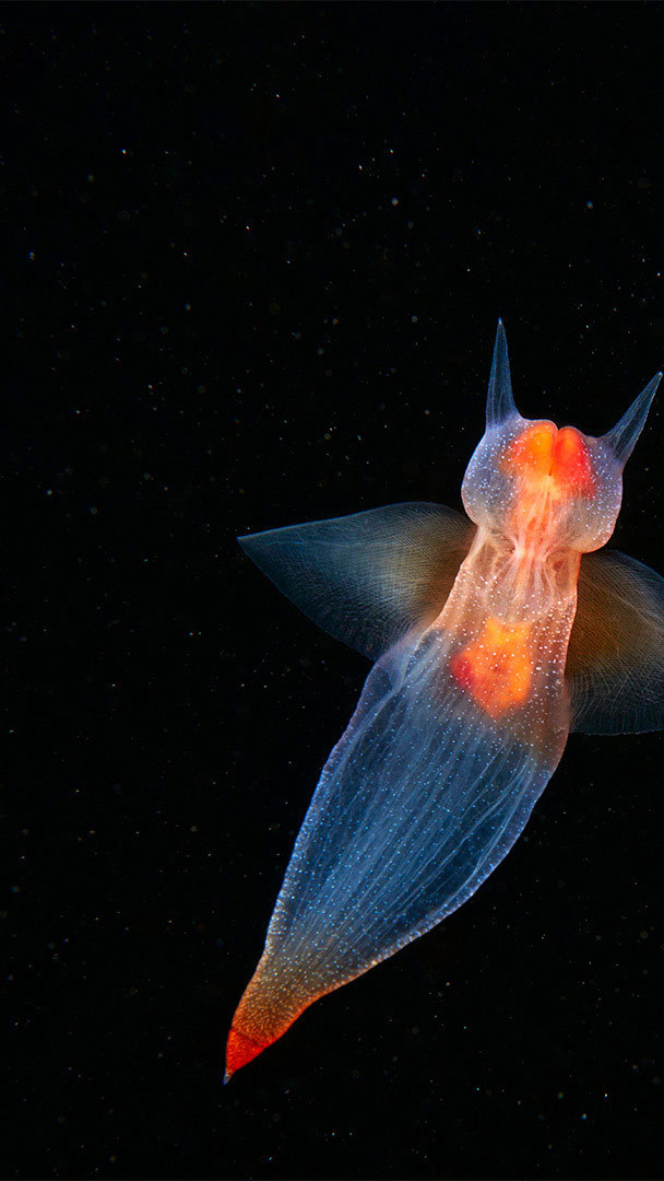 Mobile wallpaper: Animal, Sea Slug, Nudibranch, 746652 download the picture  for free.