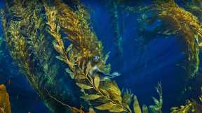 Who s hiding in the kelp?