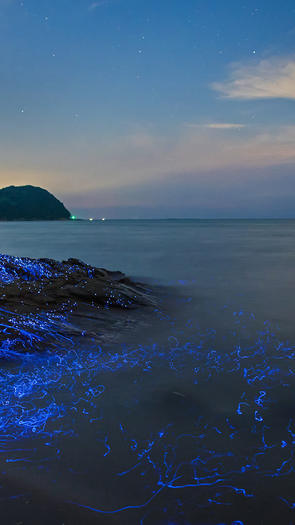 Bing HD Wallpaper Aug 11, 2020: Sea fireflies at the seashore - Bing  Wallpaper Gallery