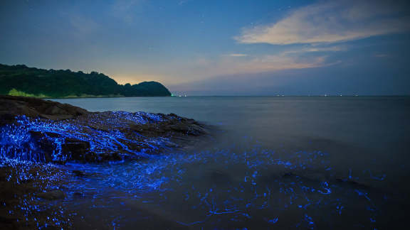 Sea fireflies at the seashore