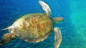 World Sea Turtle Day