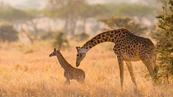 World Giraffe Day