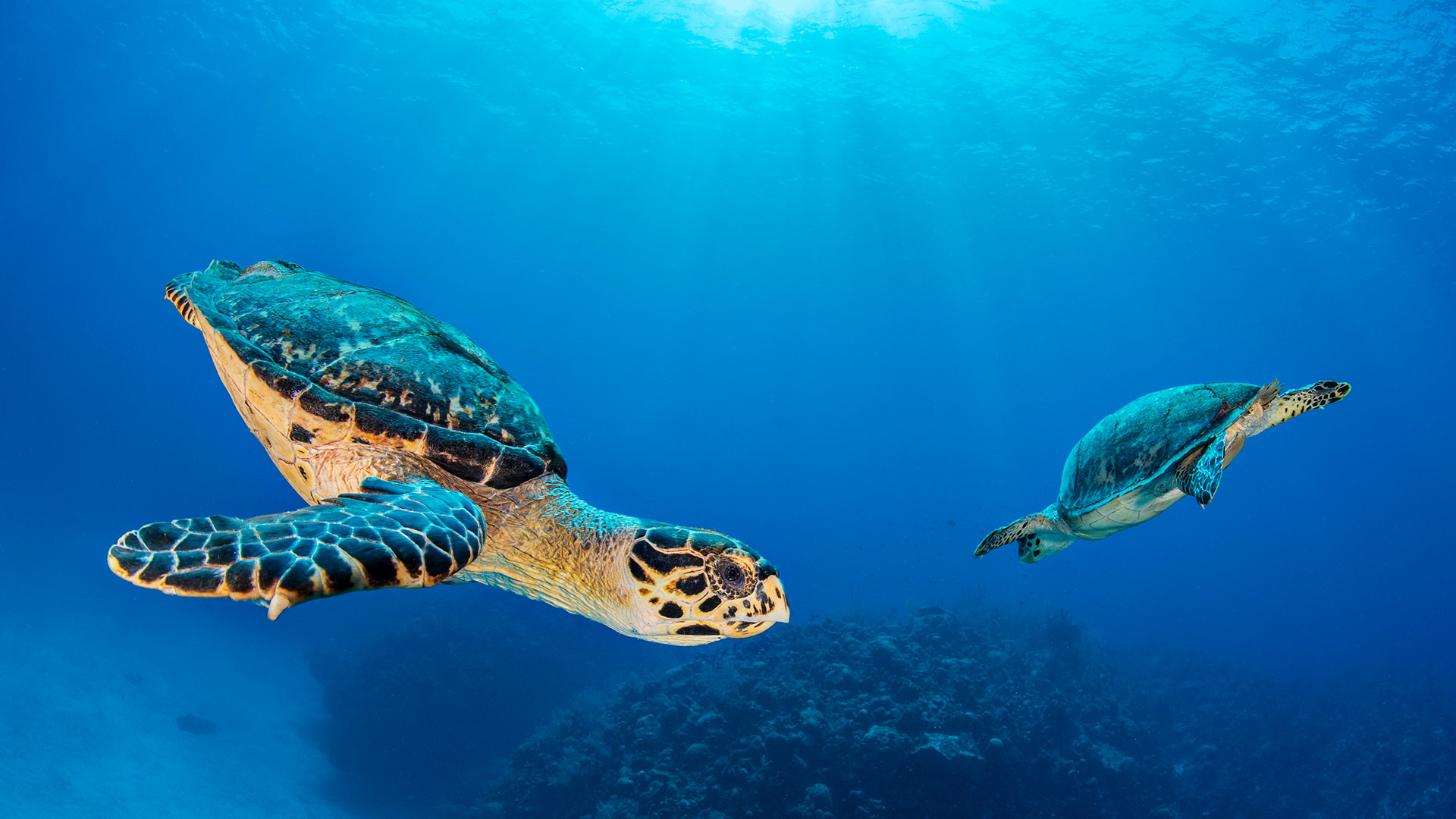 D&iacute;a Mundial de las Tortugas Marinas
