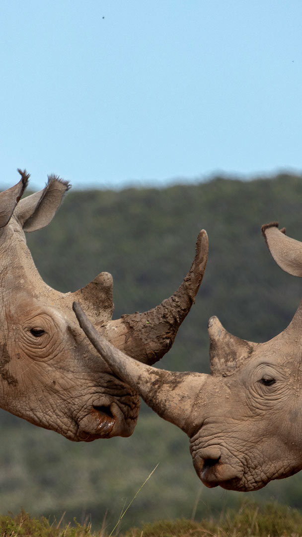 1,000+ Free Rhino & Rhinoceros Images - Pixabay