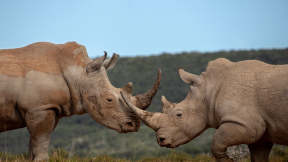 Journée mondiale du rhinocéros