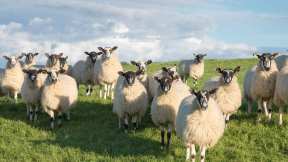 Swaledale sheep in North Yorkshire, England