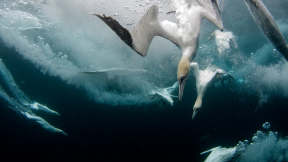 Northern gannets, Shetland Islands, Scotland